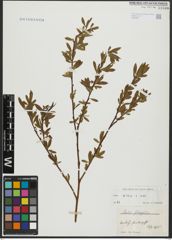 Foto von Salix alba L.